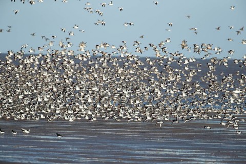 Red knot (Calidris canutus) and Eurasian oystercatcher (Haematopus ostralegus) adult wading birds