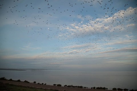 Red knot (Calidris canutus) flock of wading birds coming off The Wash at high tide to roost on