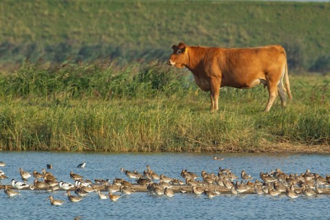 Black tailed godwit (Limosa limosa) adult wading birds on a shallow lagoon with a cow in the