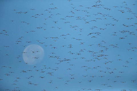 Red knot (Calidris canutus) adult wading birds in a flock in flight at hide tide with the moon in