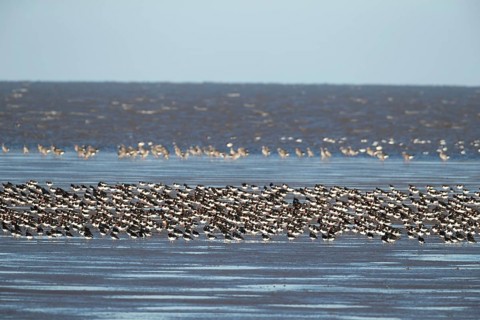 Eurasian oystercatcher (Haematopus ostralegus) adult wading birds in a flock on a beach, England,