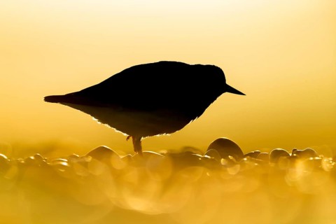 Ruddy turnstone (Arenaria interpres) adult wading bird on a beach silhouette at sunrise, England,