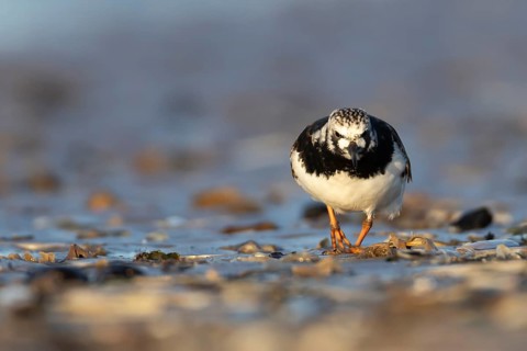 Ruddy turnstone (Arenaria interpres) adult wading bird in summer plumage on a beach, Norfolk,