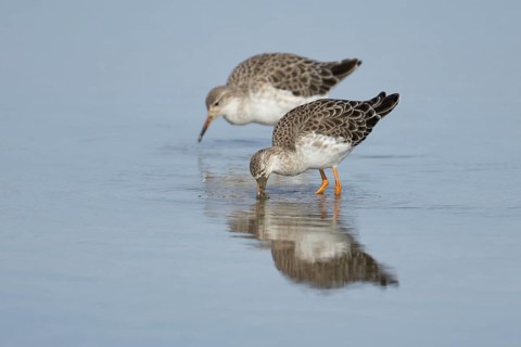 Ruff (Philomachus pugnax) two adult wading birds in winter plumage feeding in a shallow lagoon,