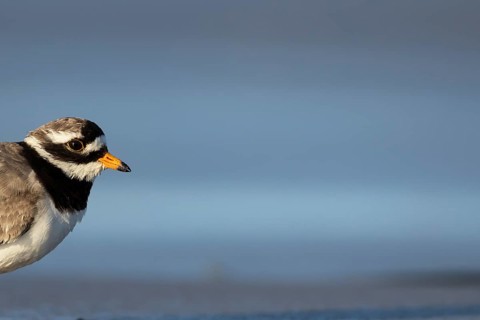 Ringed plover (Charadrius hiaticula) adult wading bird head portrait, Norfolk, England, United
