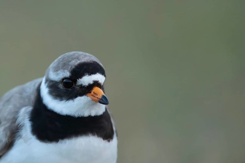 Ringed plover (Charadrius hiaticula) adult wading bird head portrait, Suffolk, England, United