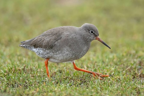 Common redshank (Tringa totanus) adult wading bird in a grass field, RSPB Frampton marsh nature