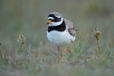 Ringed plover (Charadrius hiaticula) adult wading bird amongst vegetation on a beach, Suffolk,