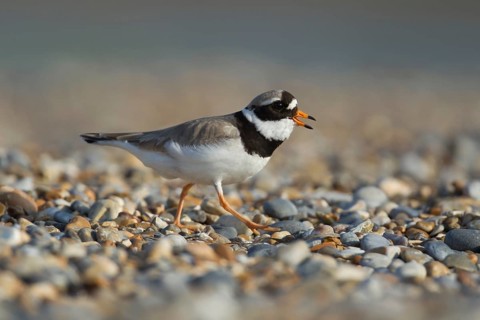 Ringed plover (Charadrius hiaticula) adult wading bird calling on a shingle beach, Norfolk,