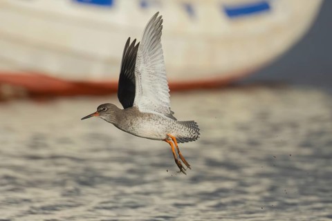 Common redshank (Tringa totanus) adult wading bird taking off in flight, Norfolk, England, United