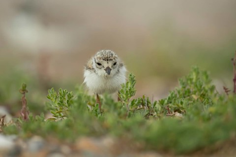 Ringed plover (Charadrius hiaticula) juvenile baby wading bird amongst vegetation on a beach,