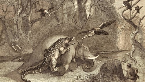 The dead elephant, young animal, crocodile with open mouth, hunter with rifle, kill, eat, vulture,