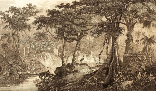 Brazilian rainforest, Brazil, inner tropics, endangered natural landscape, climate change, logging,