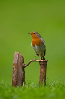 European robin (Erithacus rubecula) adult garden bird on a metal iron on a grass lawn in spring,