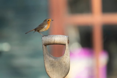European robin (Erithacus rubecula) adult garden bird on a fork handle with a shed in the