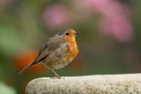 European robin (Erithacus rubecula) adult garden bird on a bird bath in summer, Suffolk, England,