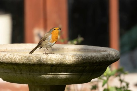 European robin (Erithacus rubecula) adult garden bird singing on a bird bath in spring, Suffolk,