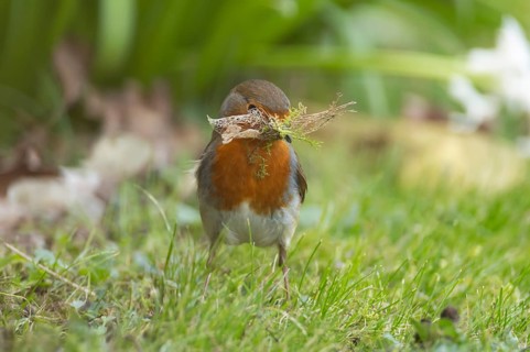 European robin (Erithacus rubecula) adult garden bird collecting nesting material from a grass lawn
