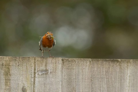 European robin (Erithacus rubecula) adult garden bird with nesting material in its beak on a fence