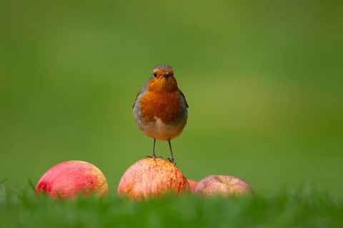 European robin (Erithacus rubecula) adult garden bird on apples fruit on a grass lawn, England,