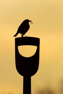 European robin (Erithacus rubecula) adult garden bird on a fork handle with nesting material in its