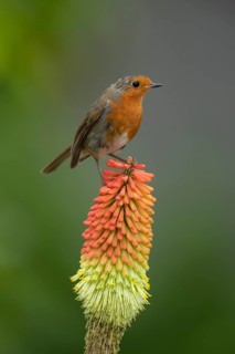 European robin (Erithacus rubecula) adult garden bird on a Red hot poker plant flower spike in