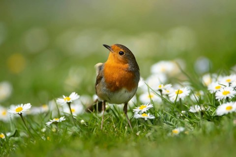 European robin (Erithacus rubecula) adult garden bird on a grass lawn with daisy flowers in spring,