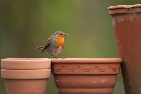 European robin (Erithacus rubecula) adult garden bird on plant pots in spring, Suffolk, England,