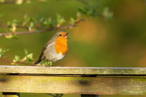 European robin (Erithacus rubecula) adult garden bird singing on a fence in spring, Norfolk,