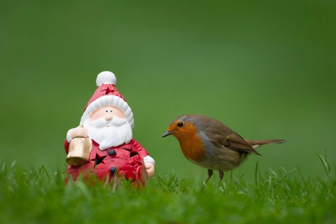 European robin (Erithacus rubecula) adult garden bird next to a Father Chrstmas or Santa figure on
