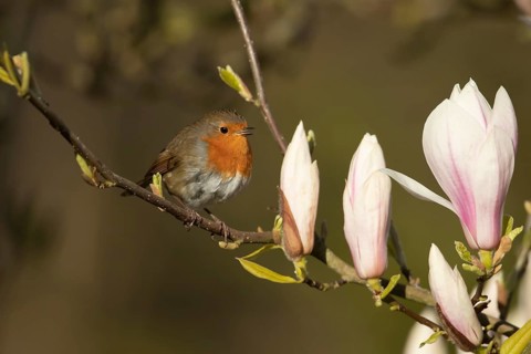 European robin (Erithacus rubecula) adult garden bird singing in a magnolia tree with blossom