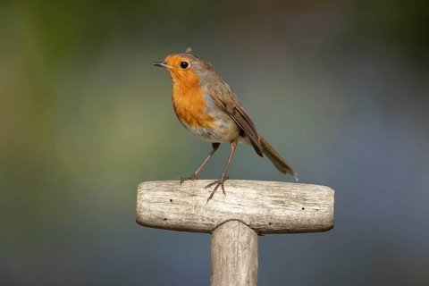 European robin (Erithacus rubecula) adult garden bird on a fork handle in spring, Suffolk, England,