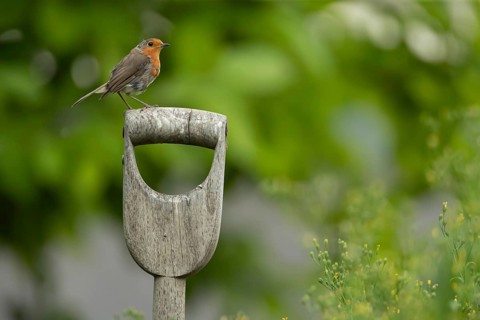 European robin (Erithacus rubecula) adult garden bird on a fork handle in summer, Suffolk, England,