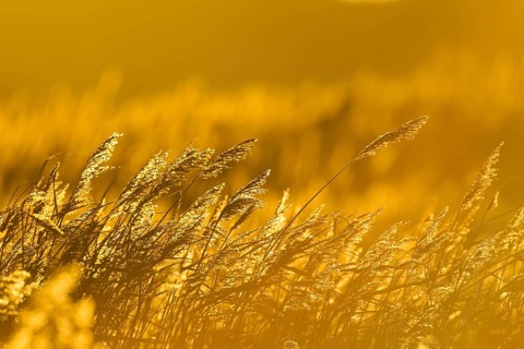 Common reed (Phragmites australis) plants reedbed backlit at sunset, RSPB Minsmere nature reserve,