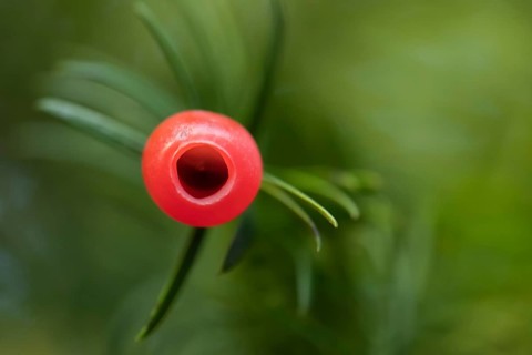 English or European yew tree (Taxus baccata) red berry in autumn, Suffolk, England, United Kingdom