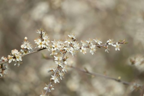 Blackthorn or Sloe (Prunus spinosa) plants bush blossom flowers in a hedgerow in spring, Suffolk,