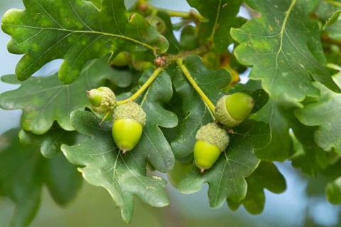English oak tree (Quercus robur) acorn nuts in summer, Suffolk, England, United Kingdom
