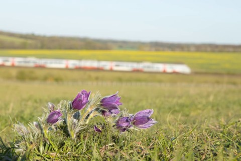 Pasqueflower (Pulsatilla vulgaris) wild plant flowers on a grass bank with a train passing by in