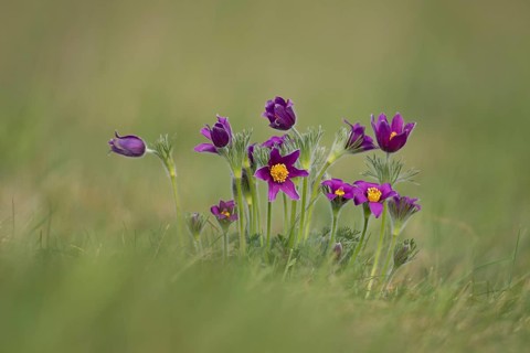 Pasqueflower (Pulsatilla vulgaris) wild plant flowers in grassland in spring, Cambridgeshire,