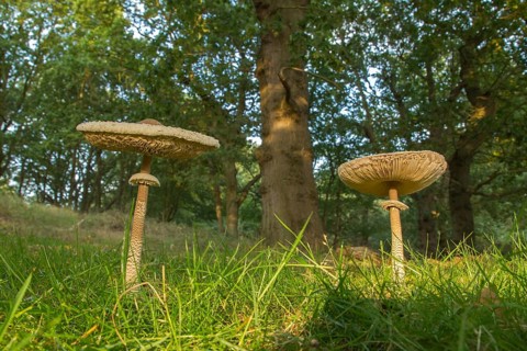 Parasol mushroom (Macrolepiota procera) in woodland in autumn, Suffolk, England, United Kingdom