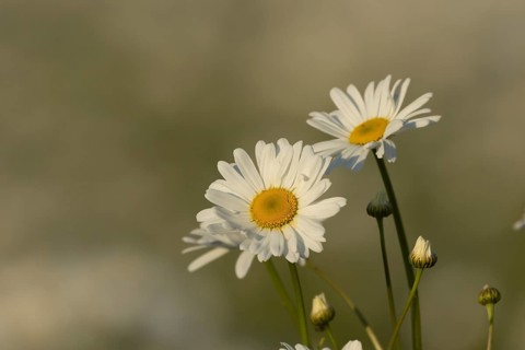 Oxeye daisy (Leucanthemum vulgare) plant wildflower flowers in a meadow in summer, Suffolk,
