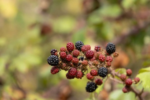 Bramble (Rubus fruticosus) plant fruit blackberries in summer, Suffolk, England, United Kingdom
