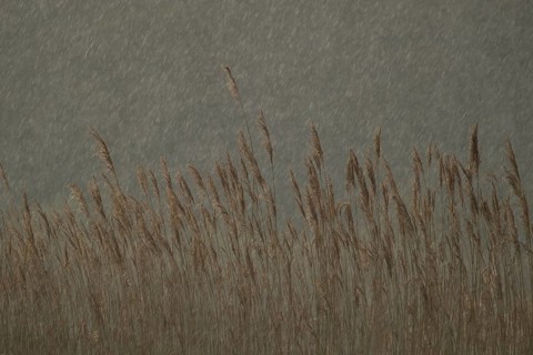 Common reed (Phragmites australis) plants reedbed in a rain storm, RSPB Minsmere nature reserve,