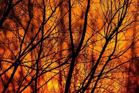 Tree branches silhouette at sunset in winter, Suffolk, England, United Kingdom