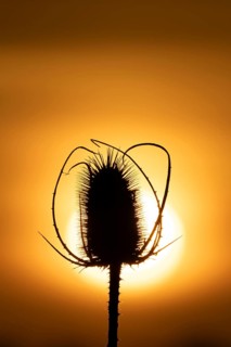 Teasel (Dipsacus fullonum) plant seedhead silhouette at sunset, RSPB Frampton marsh nature reserve,