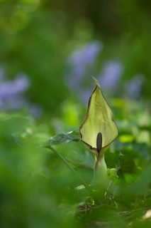 Lords and Ladies (Arum maculatum) arum lily plant wildflower flower in a bluebell wood in spring,