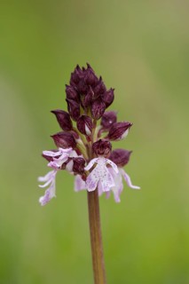 Lady orchid (Orchis purpurea) single flower spike, Kent, England, United Kingdom