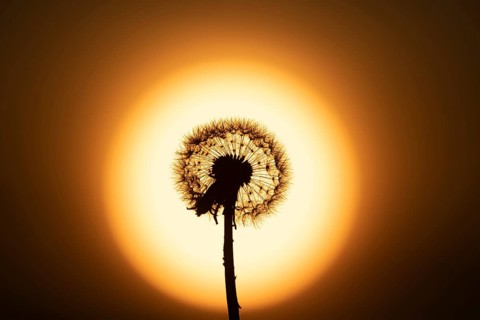 Common dandelion (Taraxacum officinale) plant wildflower seedhead silhouette at sunset, Wales,