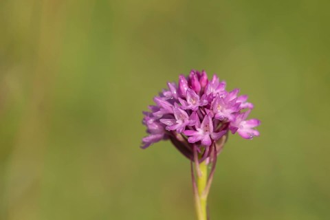 Pyramidal orchid (Anacamptis pyramidalis) single flower spike in summer, Suffolk, England, United