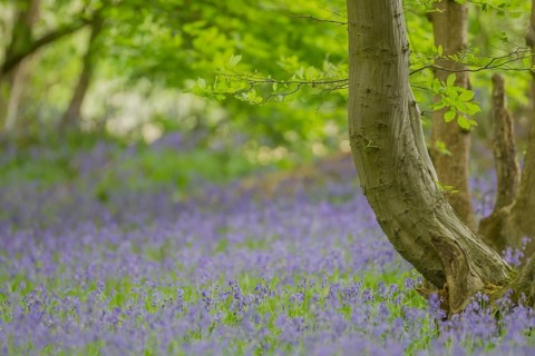 English bluebell (Hyacinthoides non-scripta) plant wildflowers bluebells in a wood in spring,